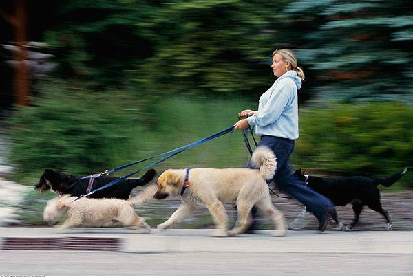 外出溜达时狗狗总回首望你它在担心什么