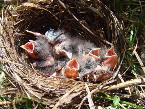 前辈们的经验,百灵鸟的雌雄分辨方法,学会不难_腾讯新闻