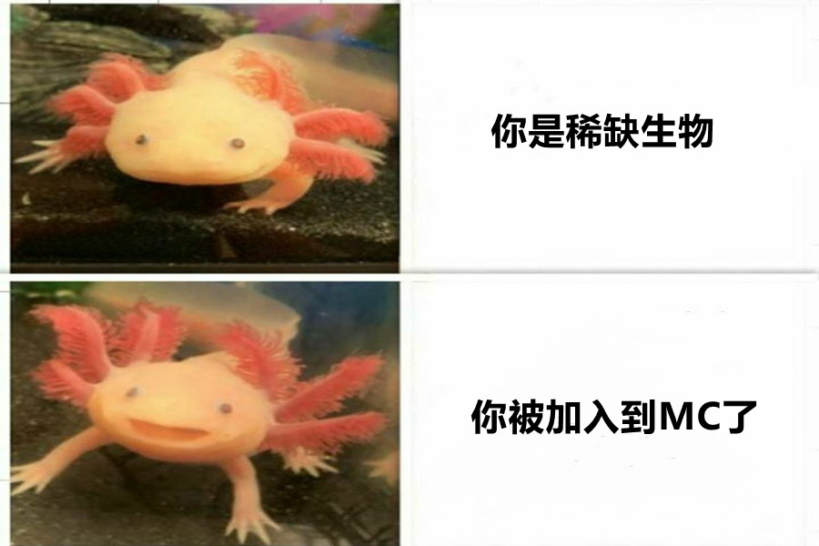 我的世界 美西螈為什麼能夠加入mc 因為它是極危物種 格局大了 天天看點