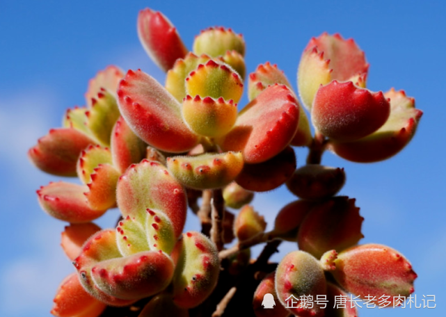 多肉彩虹熊其實就是常見的熊童子白錦養好了葉片會呈多種顏色