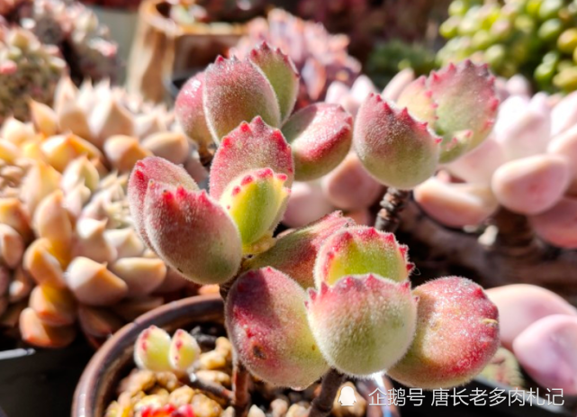 多肉彩虹熊其实就是常见的熊童子白锦养好了叶片会呈多种颜色