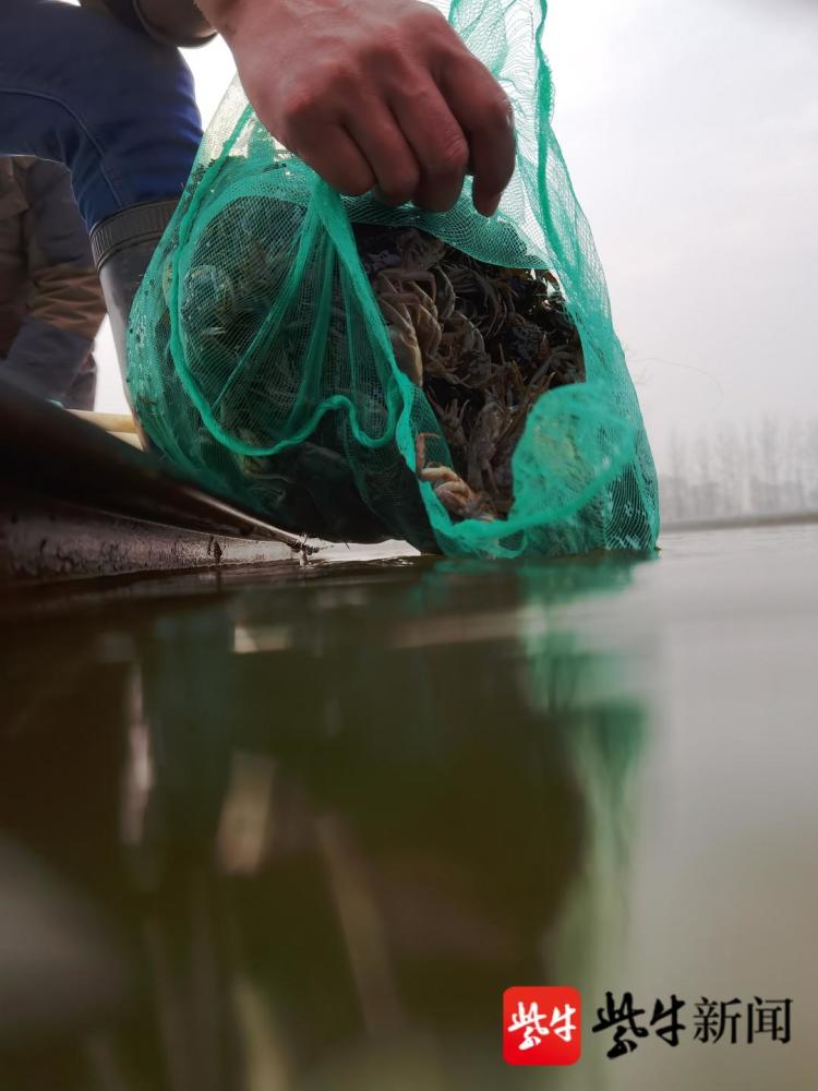 初春时节蟹苗放养正当时