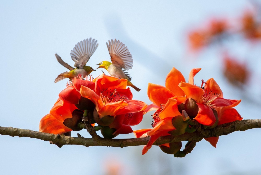 组图海南昌江木棉花开迎春来