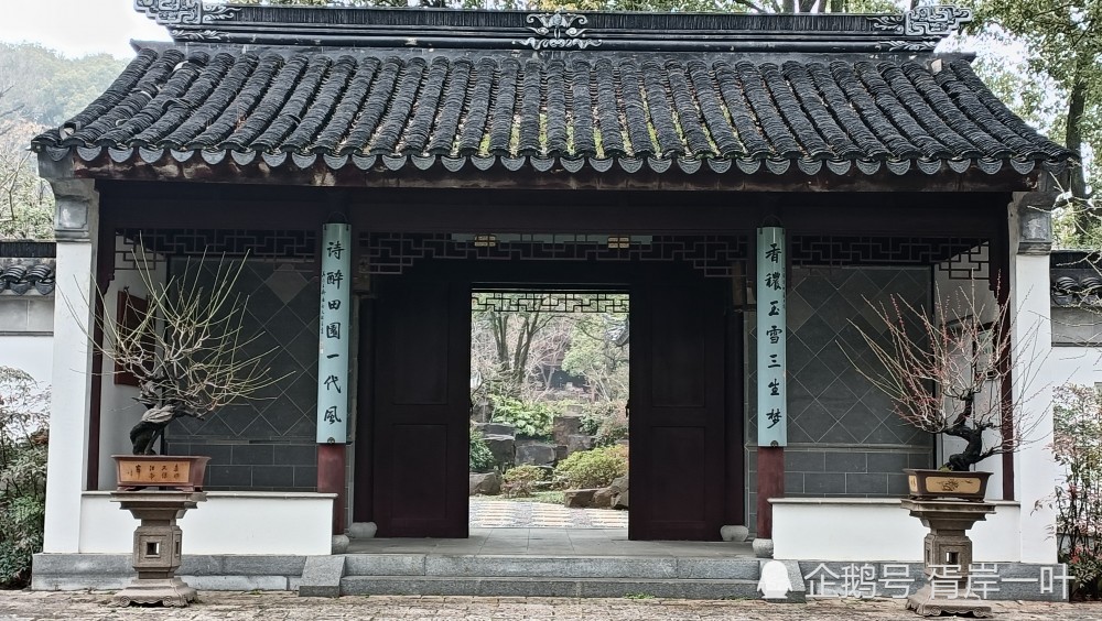 石湖梅圃的红梅开放了 腾讯新闻