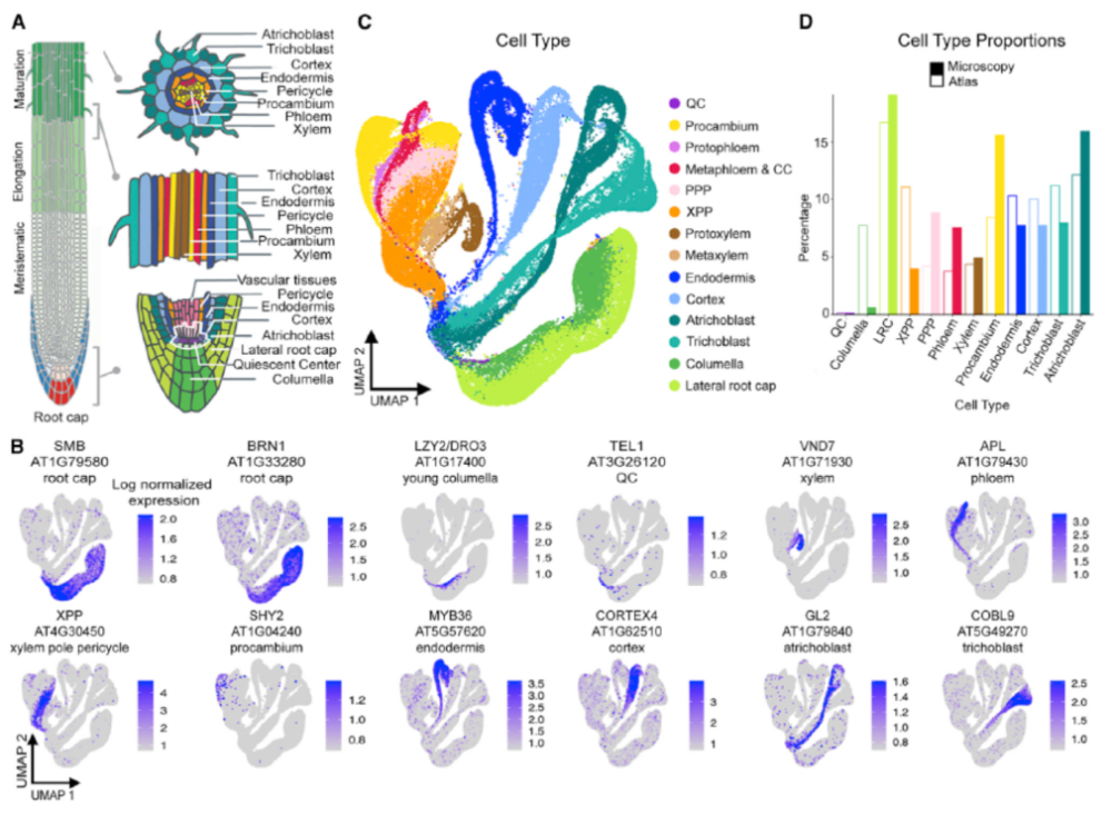 developmentalcell十萬級單細胞圖譜揭示擬南芥根細胞的發育軌跡