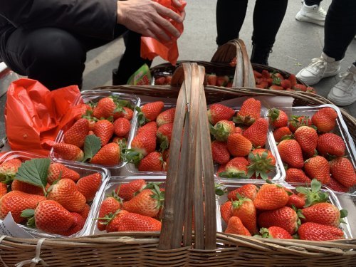 凡人故事老两口种草莓拿到城里卖一天能卖两千多元