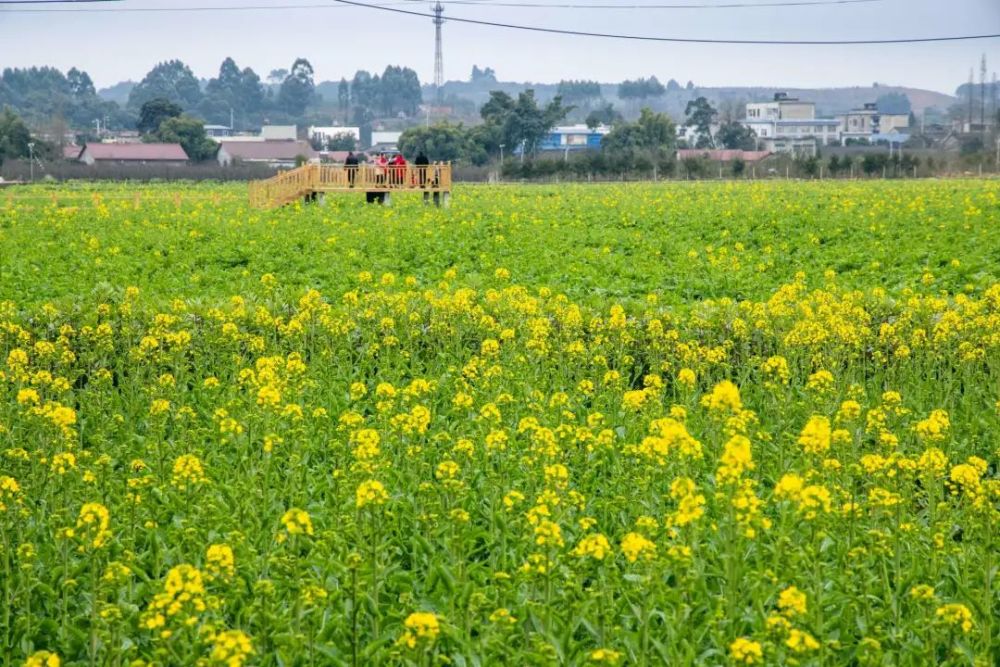 走进乡村看小康修文镇三宝村油菜花即将盛开迎游客