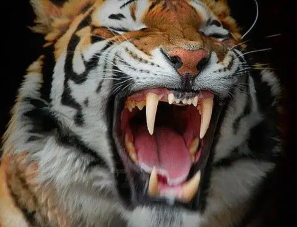 东北虎也会因为受到攻击而将猎物咬得更紧