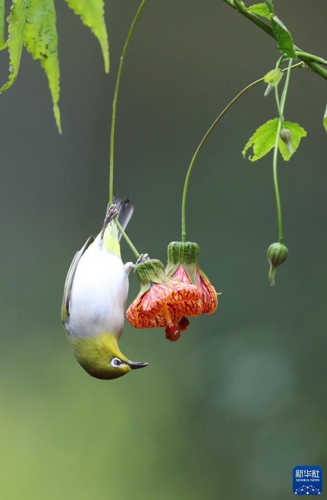 大自然动静之美:小鸟戏"春"花