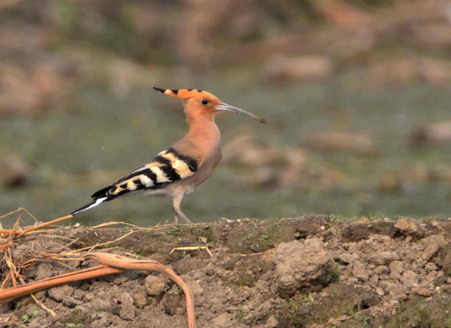 花蒲扇戴胜一种漂亮且孤独的鸟类