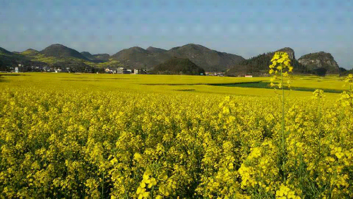 近日,雲南省曲靖市羅平縣的近百萬畝油菜花相繼開放,吸引遊客紛至沓來