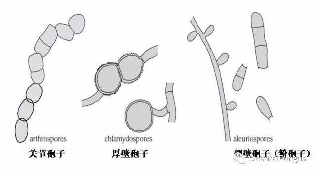 真菌图谱电子版图片