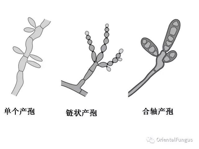 真菌孢子图谱合辑_腾讯新闻