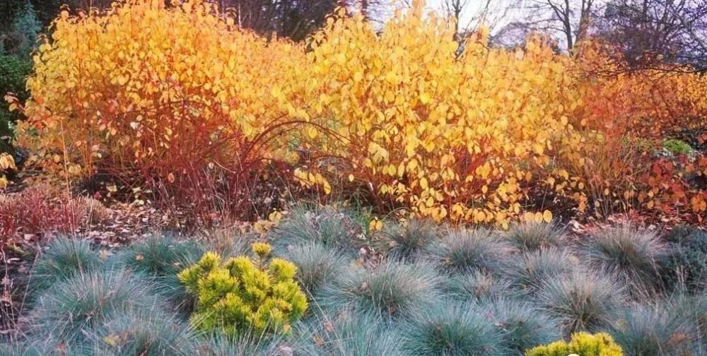 冬季花园植物选对了一样火出圈