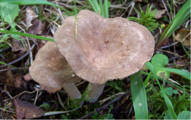 荒野维生野菜系列暗褐乳菇