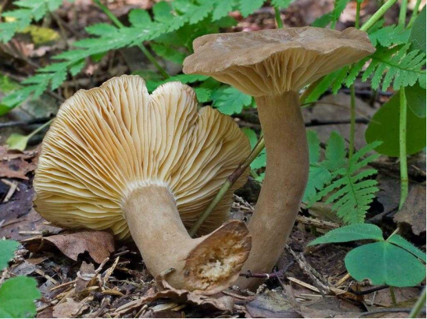 荒野维生野菜系列——暗褐乳菇_腾讯新闻