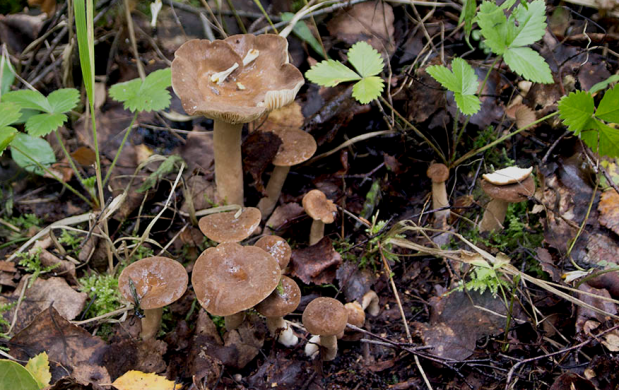 荒野维生野菜系列——暗褐乳菇_腾讯新闻