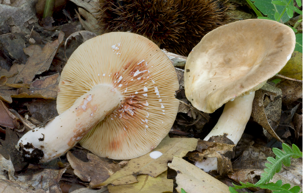 荒野维生野菜系列暗褐乳菇