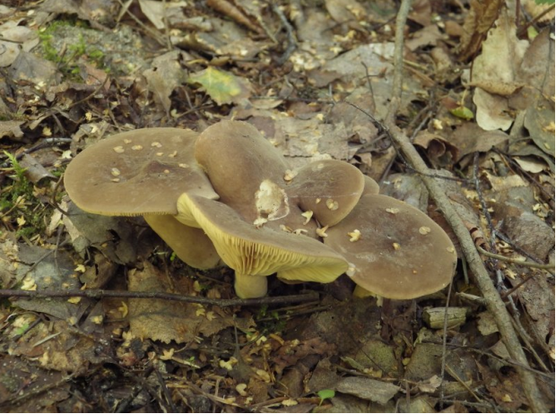 荒野维生野菜系列暗褐乳菇