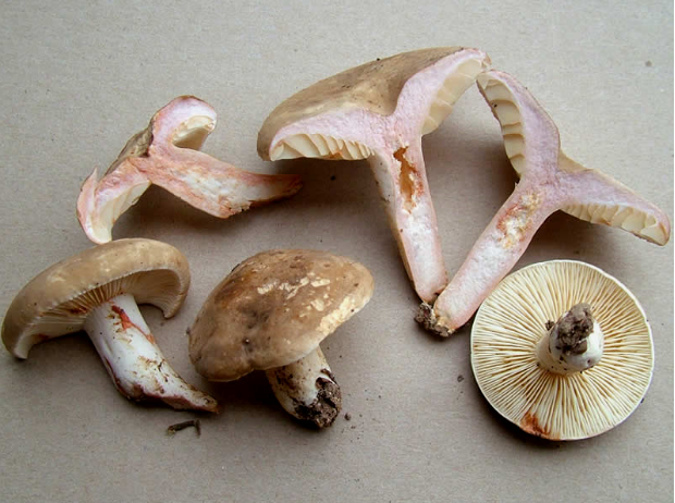 荒野维生野菜系列暗褐乳菇