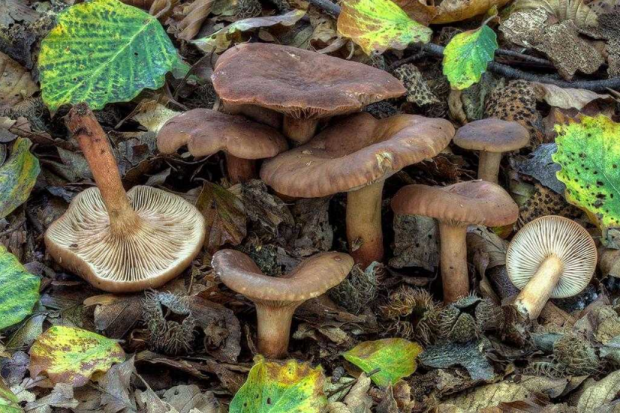 荒野维生野菜系列暗褐乳菇