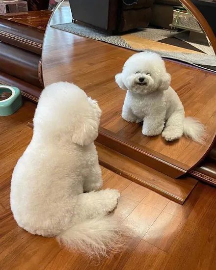 狗子偷偷照镜子,刚开始还很正常,下一秒每一张都表情包!_腾讯新闻