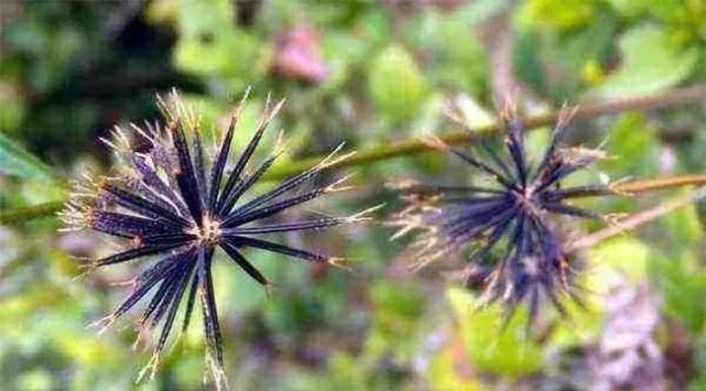 鬼针草降血压真实案例高血压500年根治秘方