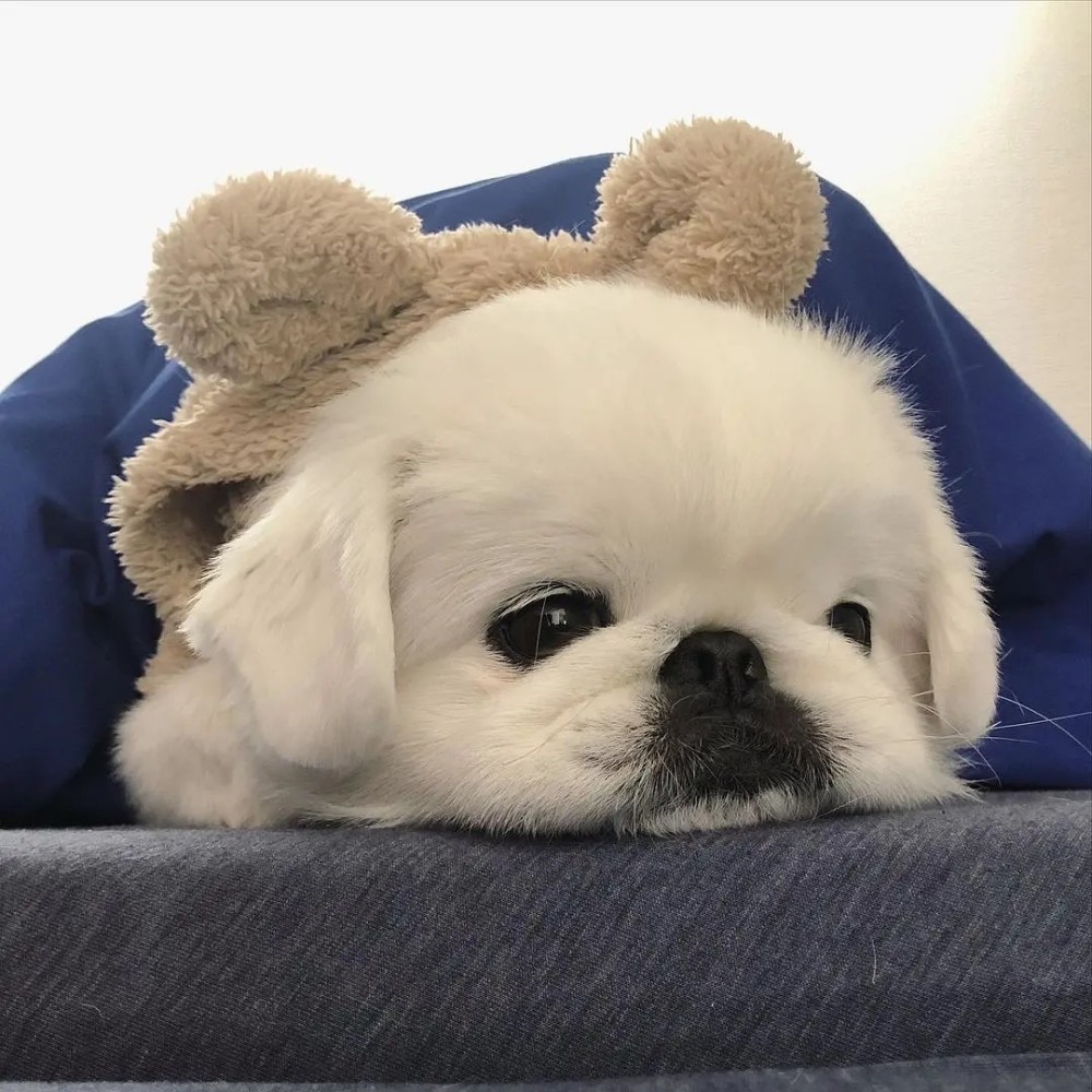 可爱萌宠头像系列