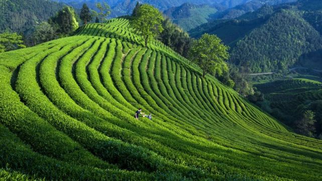 這裡是福建丨福山福水出福茶福香滿滿傳天下