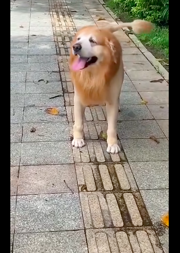 主人将狗狗剃成了狮子的模样路人都吓了一跳但可爱改变不了呀
