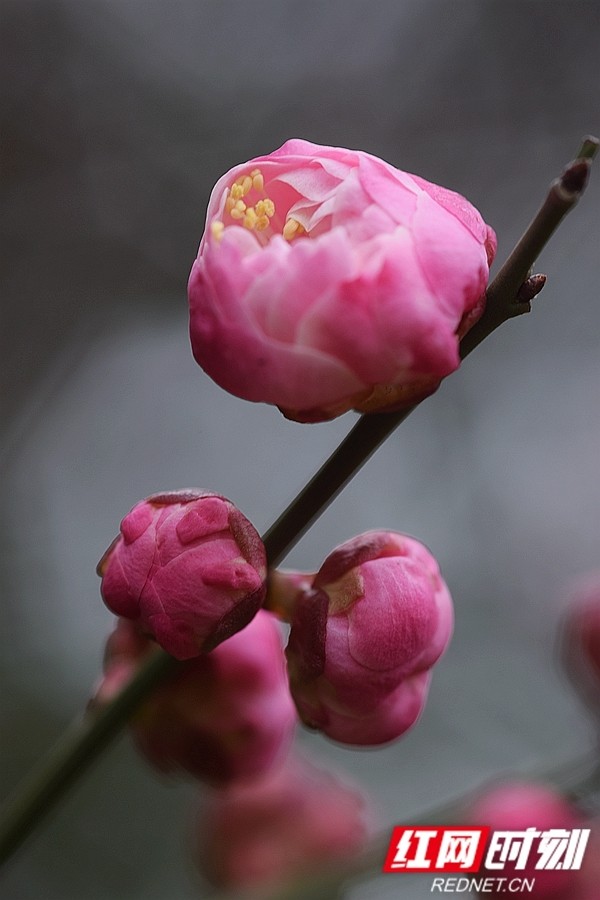 美图丨湘潭梅花凌寒绽放迎新春