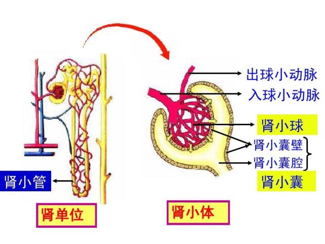 水肿血尿可能是肾坏了哪些原因引发肾小球肾炎了解常见症状
