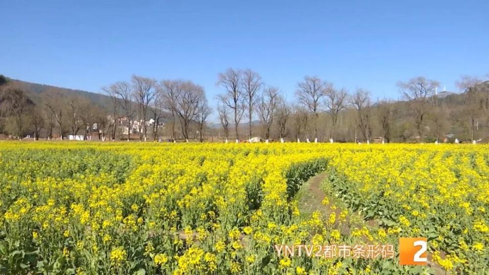 金灿灿一大片安宁油菜花海已上线