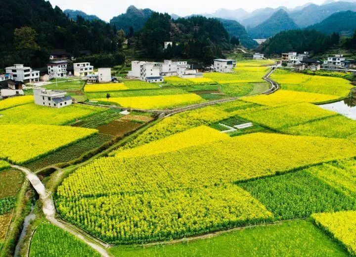 碧江瓦屋司前大坝油菜花海,生态环境秀美,每年举办"油菜花观光月暨