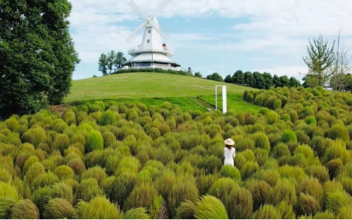 农场网红造景,常用的7款景观草,你了解多少?