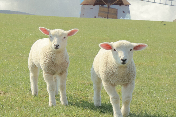 上升金牛 金冥相位如果单从上升星座来说,其实上升星