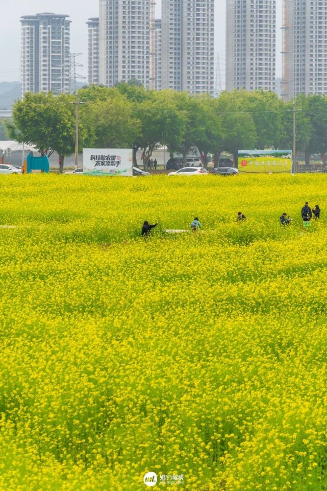 朱村油菜花海,惊艳了全广东!