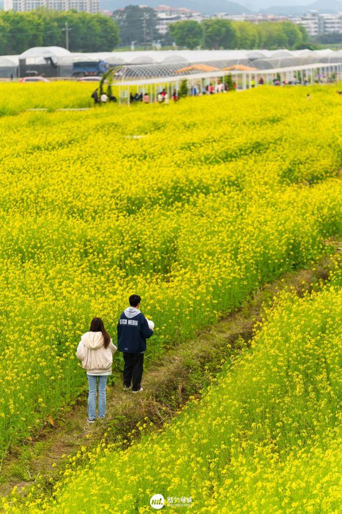 美爆朱村油菜花海惊艳了全广东