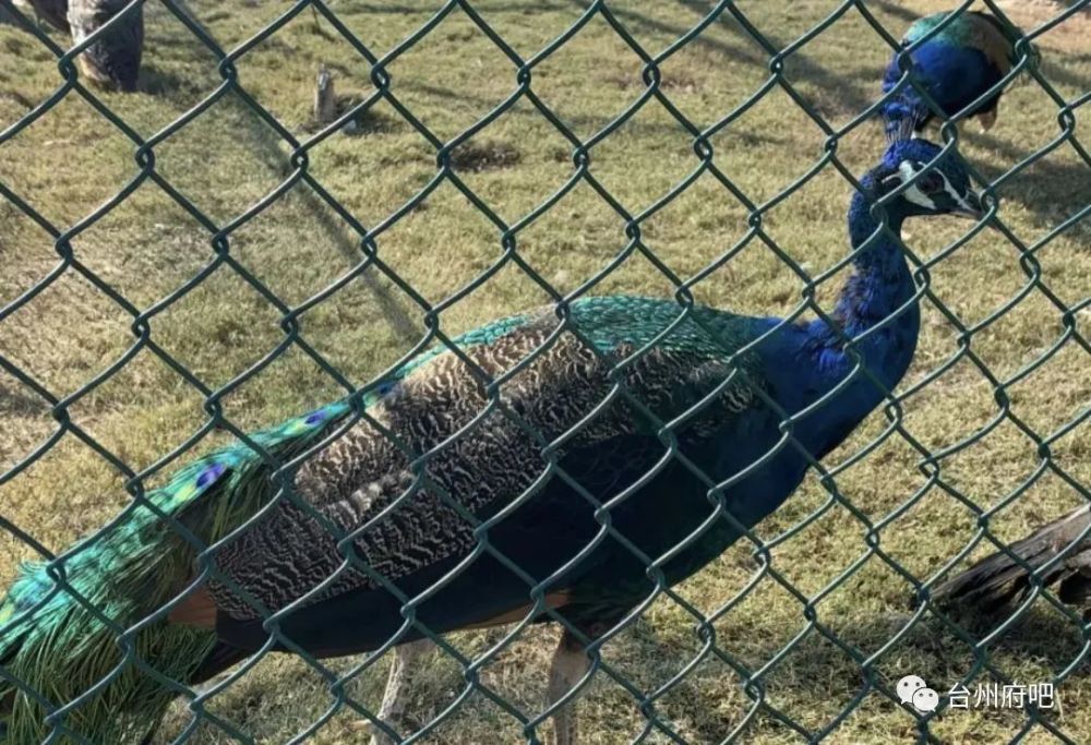 台州市永安孔雀园开业丨89元享门市价195元骑马射箭景区联票,孔雀舞