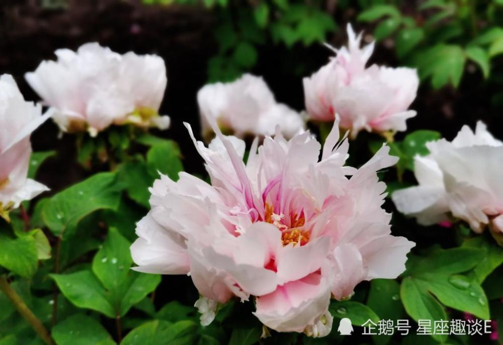 1月15日星座运势 居安思危 高瞻远瞩的四大星座 腾讯新闻