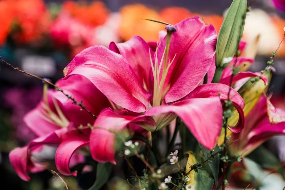 双节 将近 这些小众 平替 鲜花受热捧 腾讯新闻