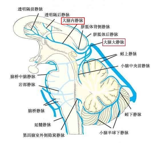 3.第三腦室,丘腦,松果體附近的腫瘤手術2.深部引流的腦動靜脈畸形1.