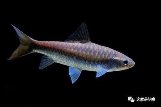 世界级珍稀的梦幻幽蓝蓝吉罗鱼