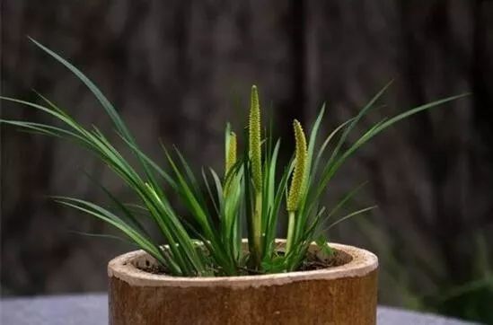 茴香菖蒲对环境的要求不高,多生长在海拔2600米的水边或沼泽湿地旁