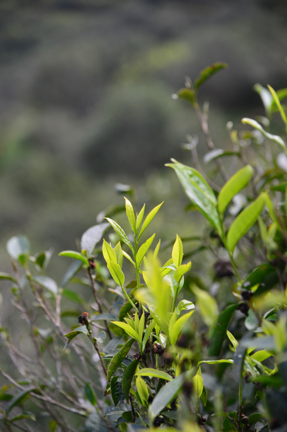 茶虎2022年单丛茶热词