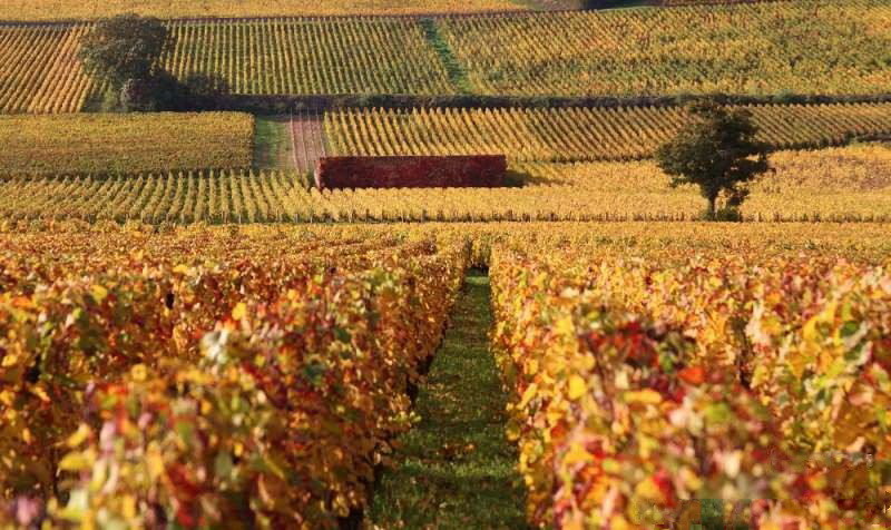 法国勃艮第的黄金产区金丘金丘产区独特的复合式法定产区名称