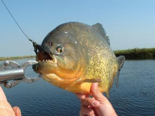 廣西公園發現南美食人魚它們會吃人嗎出了事到底誰負責