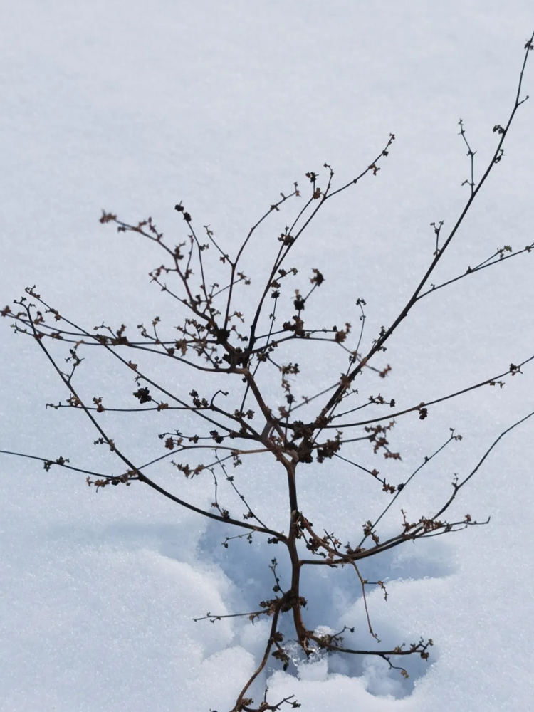 董虎艇:印象情人节