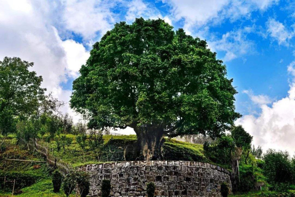 什么是古茶树?神秘的乔木大叶古茶树,从高山之巅缓缓走来_腾讯新闻