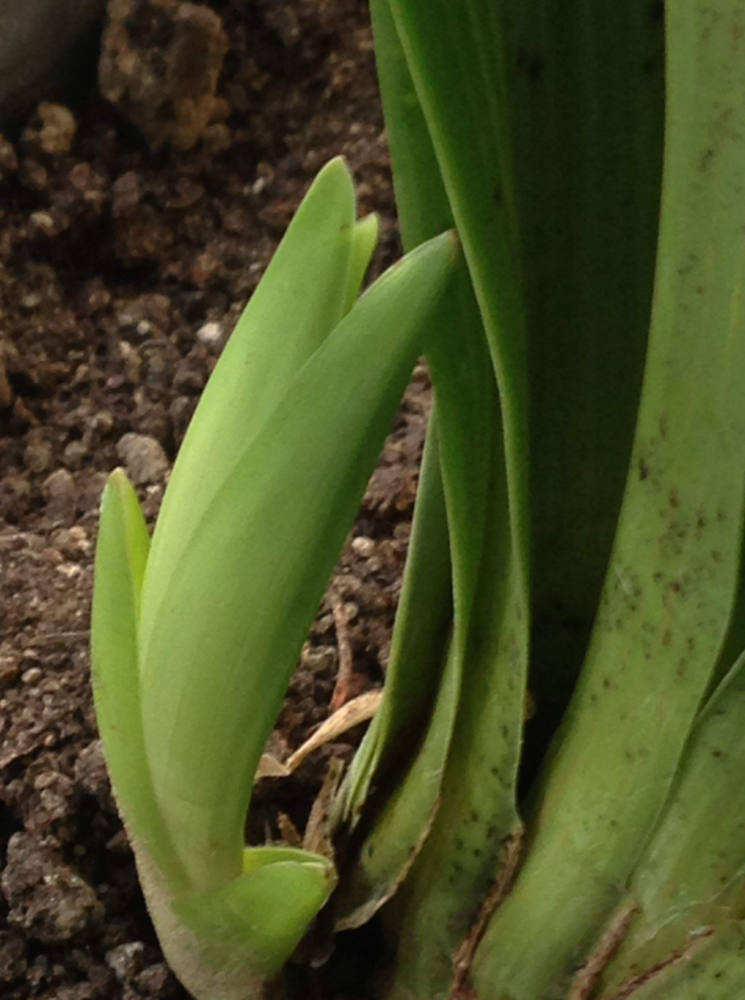 大花蕙兰复花难,花后不会养?这样做,新芽萌发早,年年有花赏_腾讯新闻